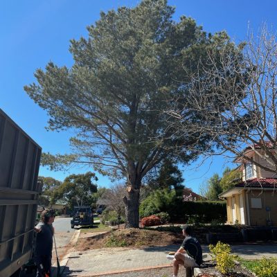 Tree Removal in Canberra
