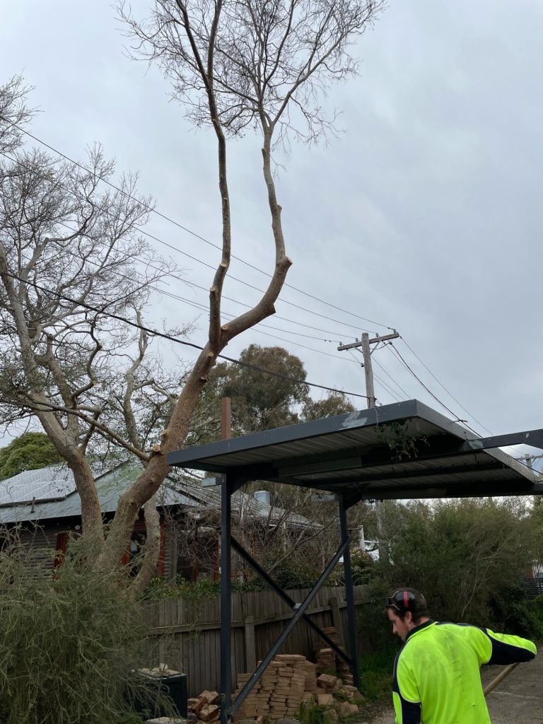 Tree Lopping and Pruning in Canberra. There comes a time when a tree requires lopping or pruning. In this blog post, we answer frequently asked questions about tree lopping and pruning in Canberra.