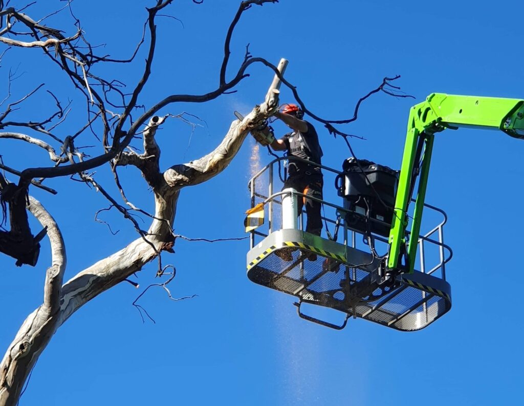 An arborist in Canberra needs to be qualified and fully insured. The owner of Stump’d Tree Services, Leon Ciura, is a qualified arborist.