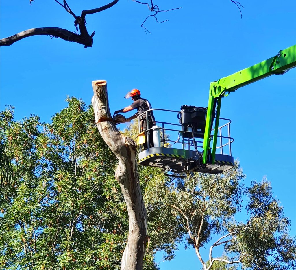 An arborist in Canberra needs to be qualified and fully insured. The owner of Stump’d Tree Services, Leon Ciura, is a qualified arborist.